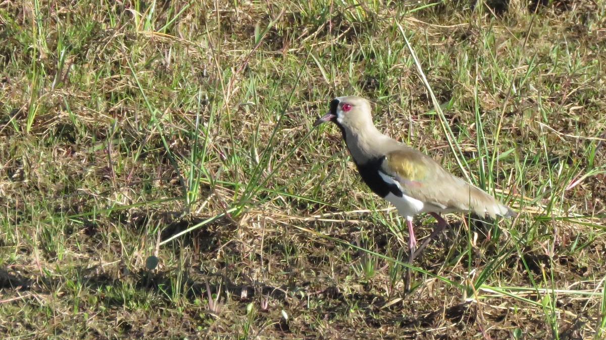 Southern Lapwing - Ken Graves