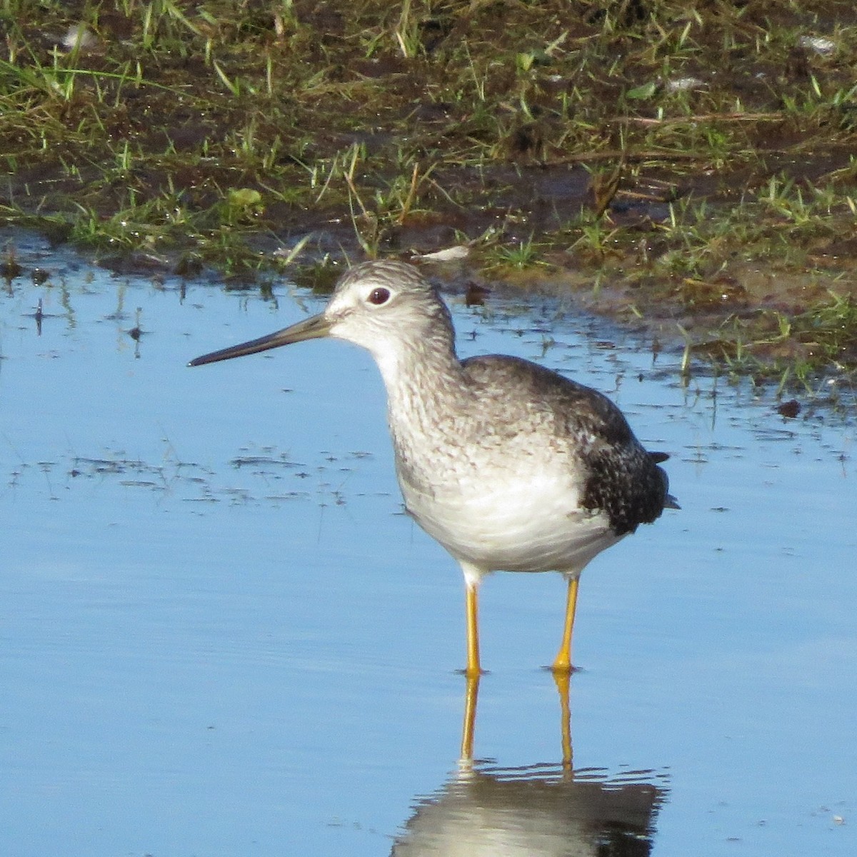 Greater Yellowlegs - ML582649811