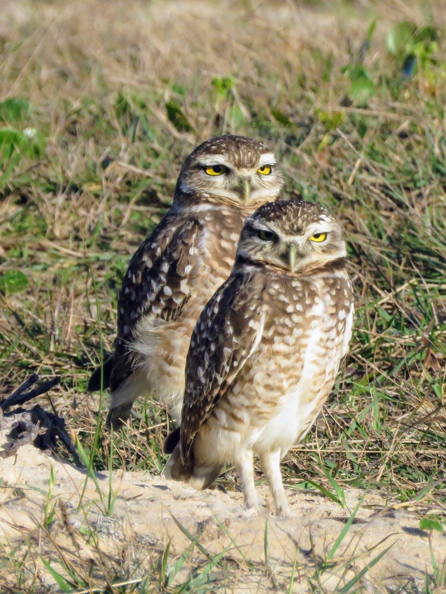 Burrowing Owl - ML582649971