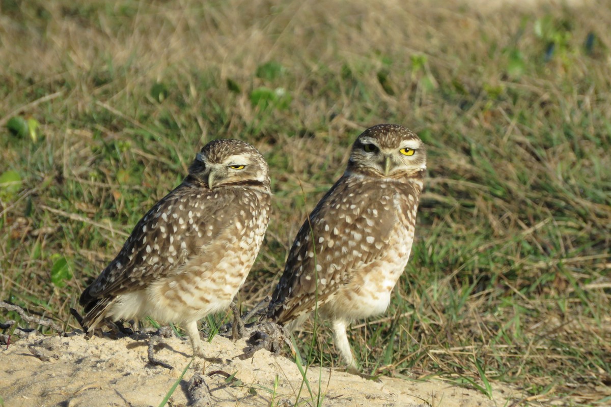 Burrowing Owl - ML582649981