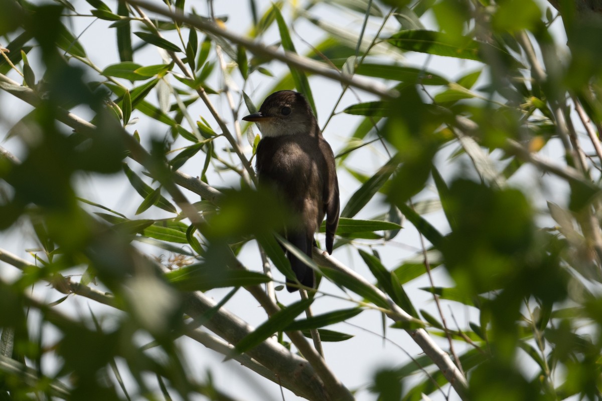 Willow Flycatcher - Cynthia  Case