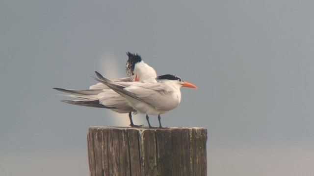 Royal Tern - ML582650691