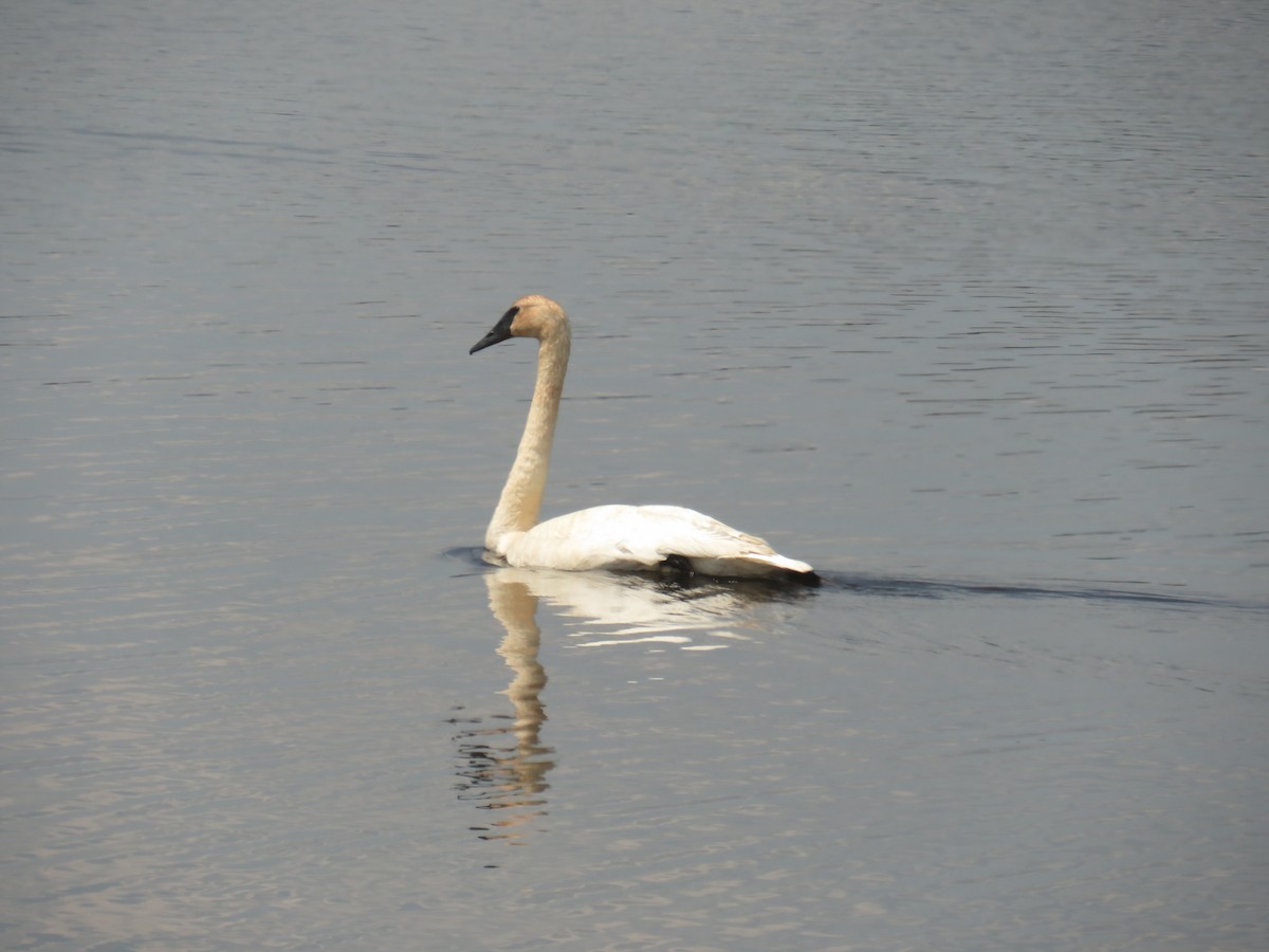 Trumpeter Swan - Sally Bergquist