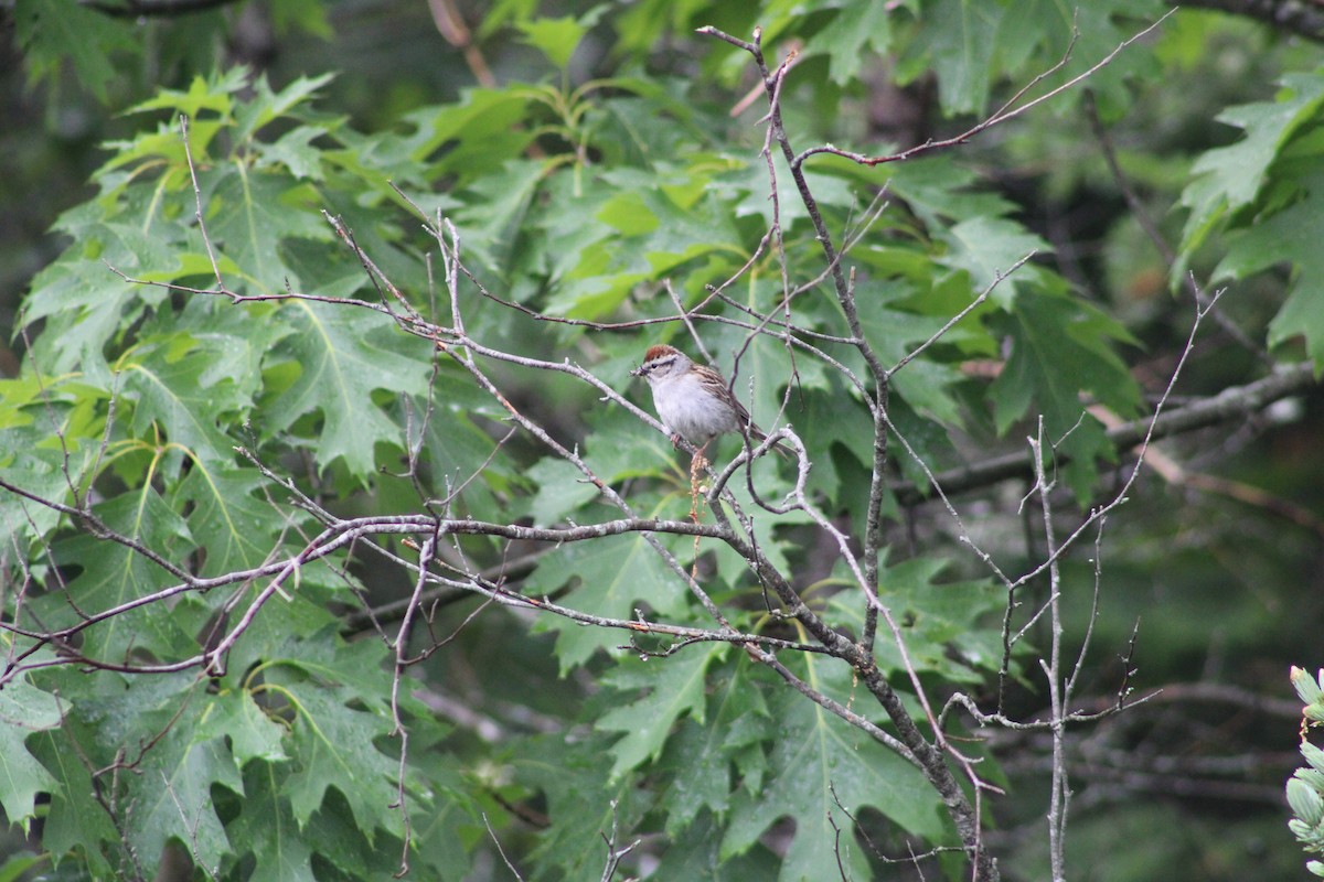 Chipping Sparrow - ML582653261