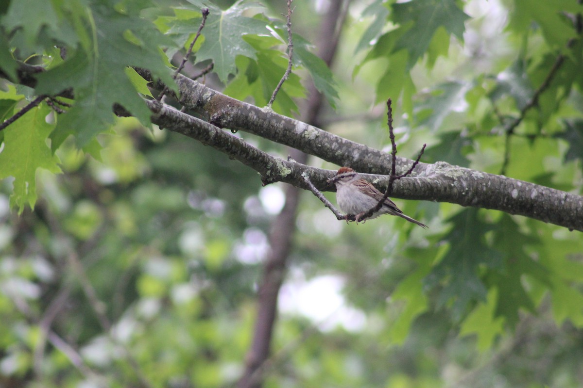 Chipping Sparrow - ML582653271