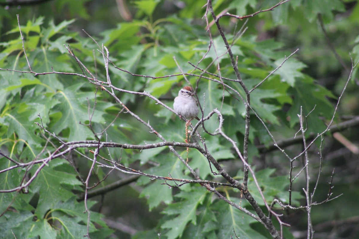 Chipping Sparrow - ML582653281
