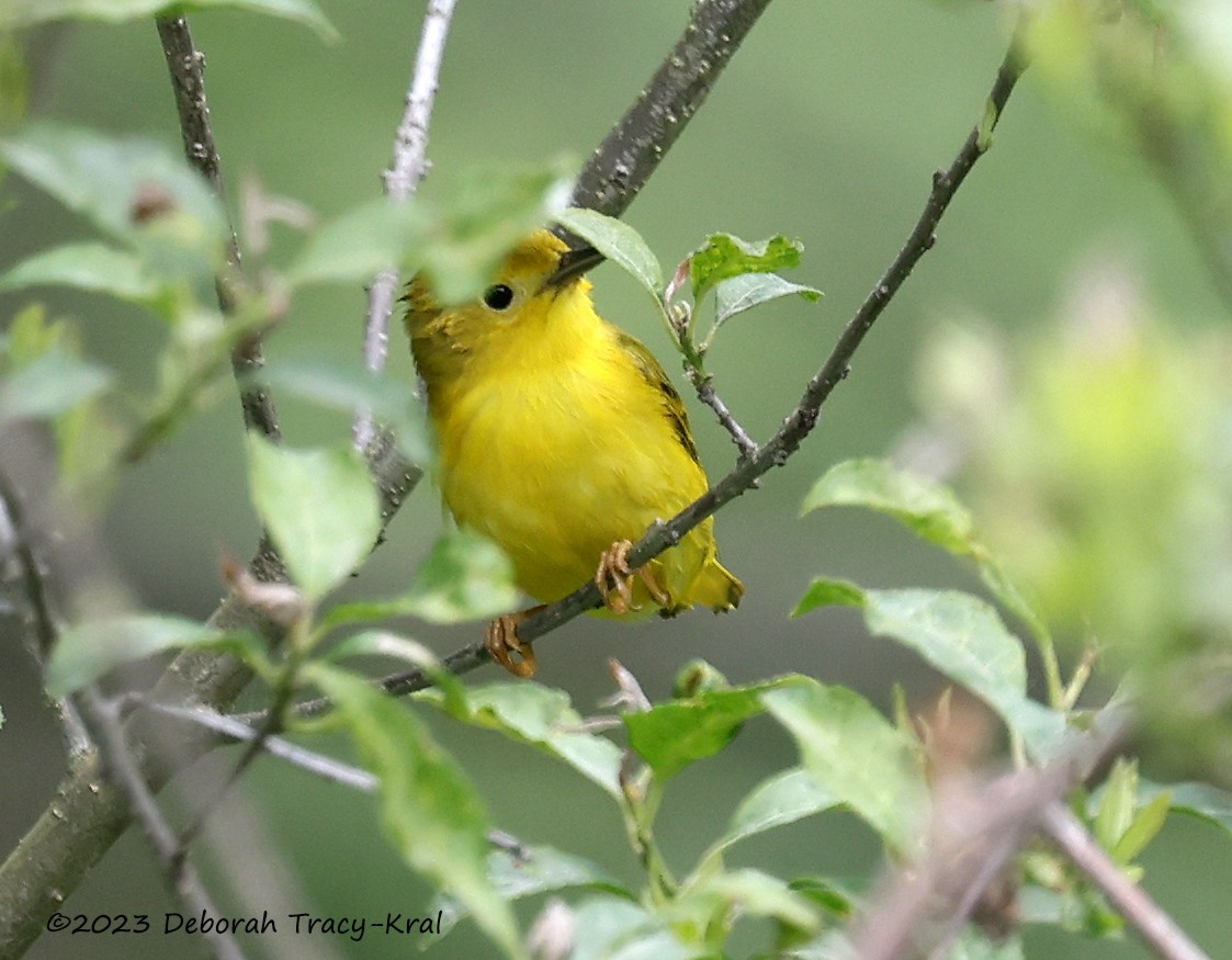 Yellow Warbler - Deborah Kral