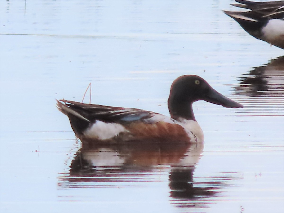 Northern Shoveler - Laura Burke