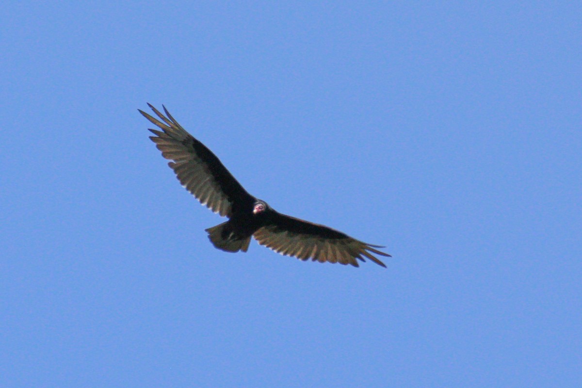 Turkey Vulture - ML582654421