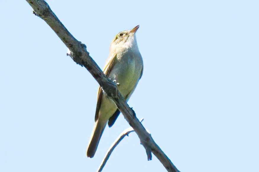 Dusky Flycatcher - ML582654481