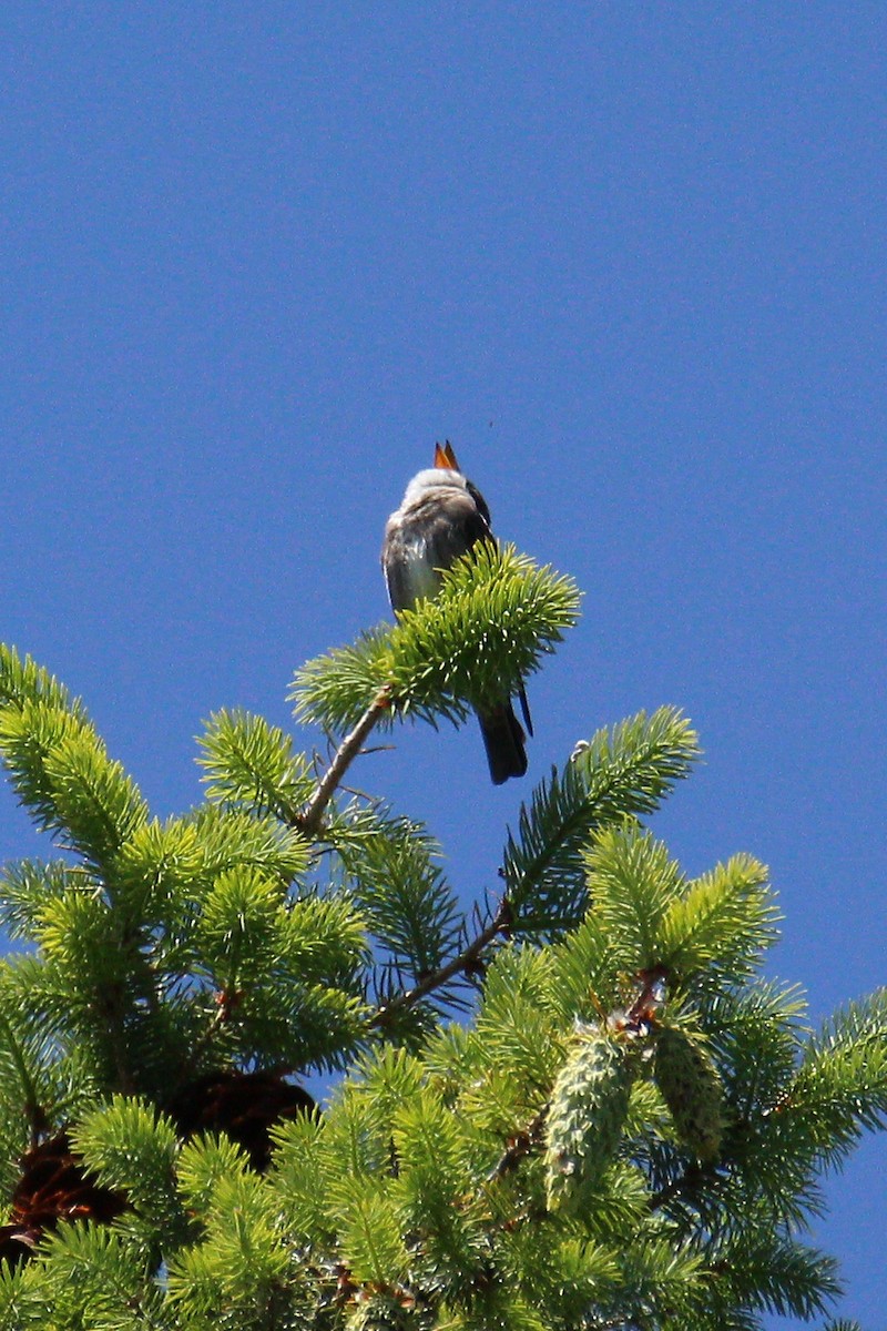 Olive-sided Flycatcher - ML582654701