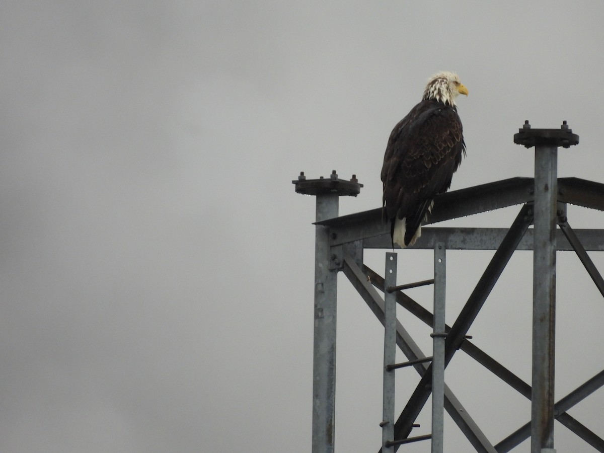 Bald Eagle - ML582655571