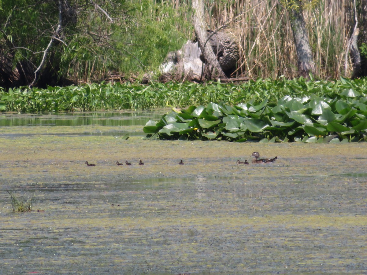 Wood Duck - ML582656121