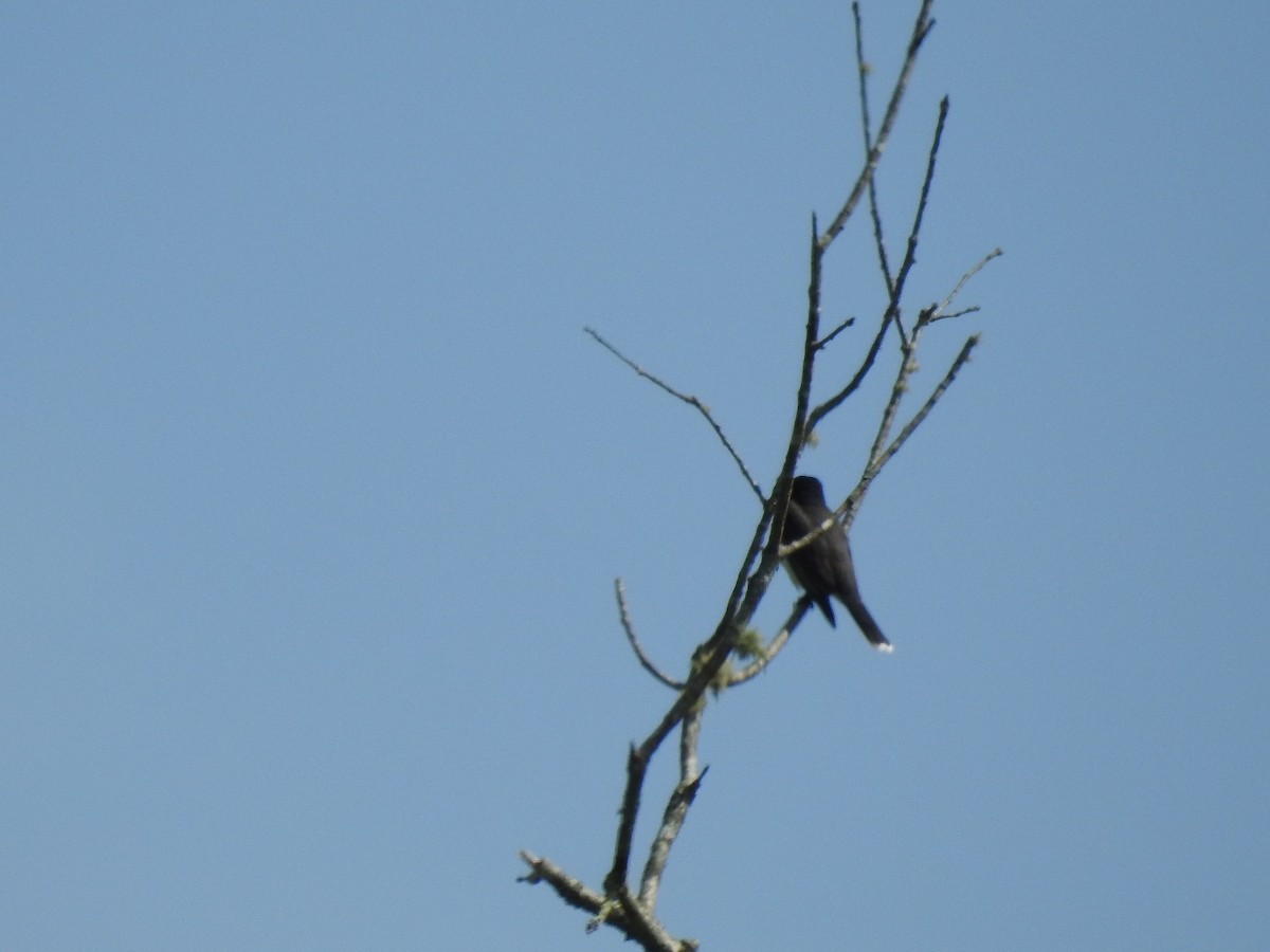 Eastern Kingbird - ML582656401