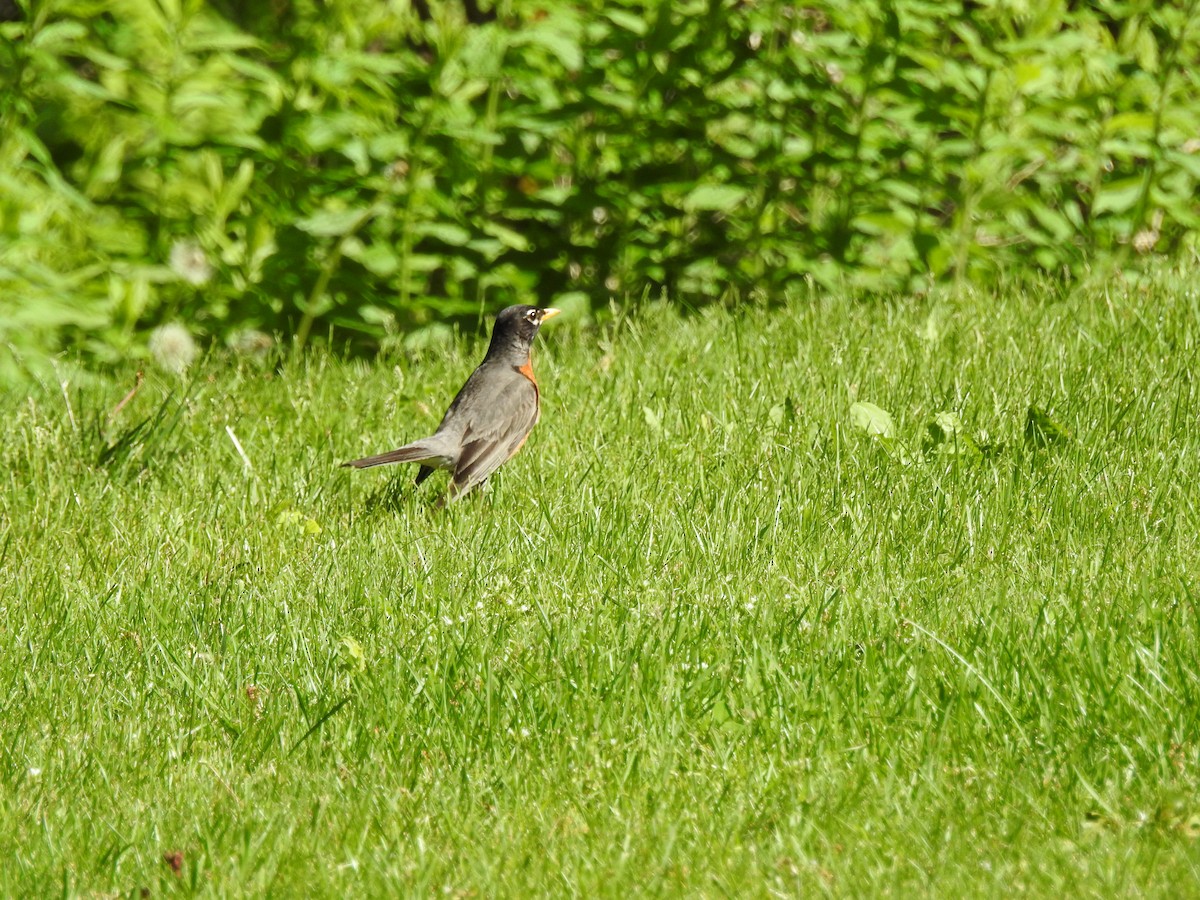 American Robin - ML582656691