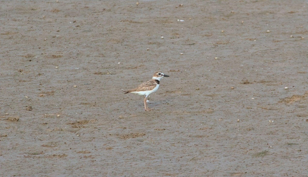 Wilson's Plover - Damon Williford