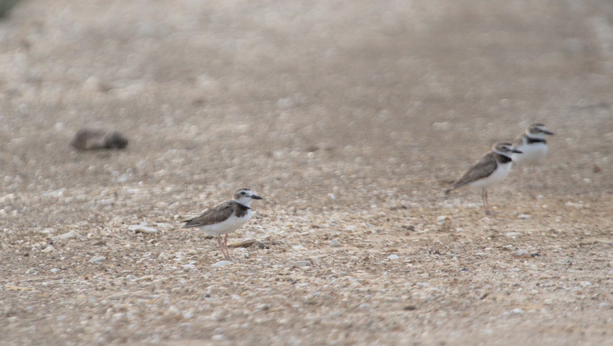 Wilson's Plover - ML582656751