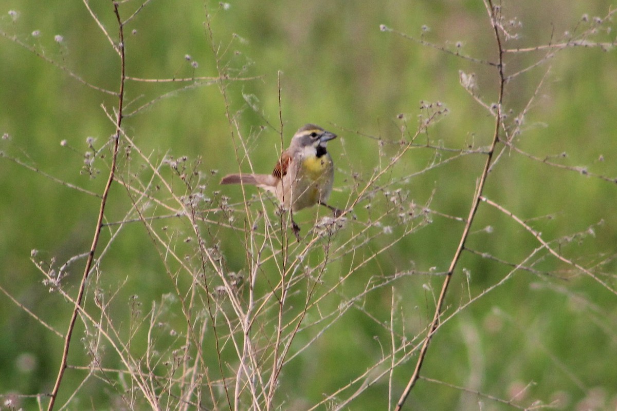 Dickcissel - ML582656841