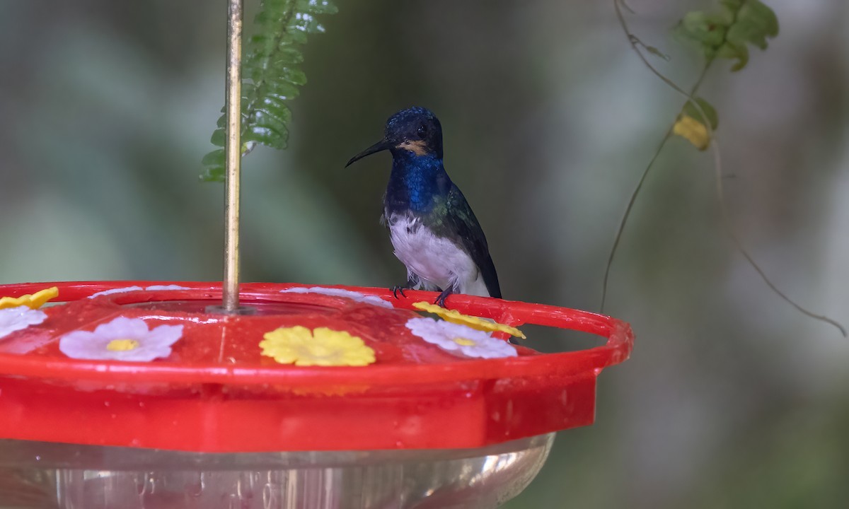 White-necked Jacobin - ML582657721