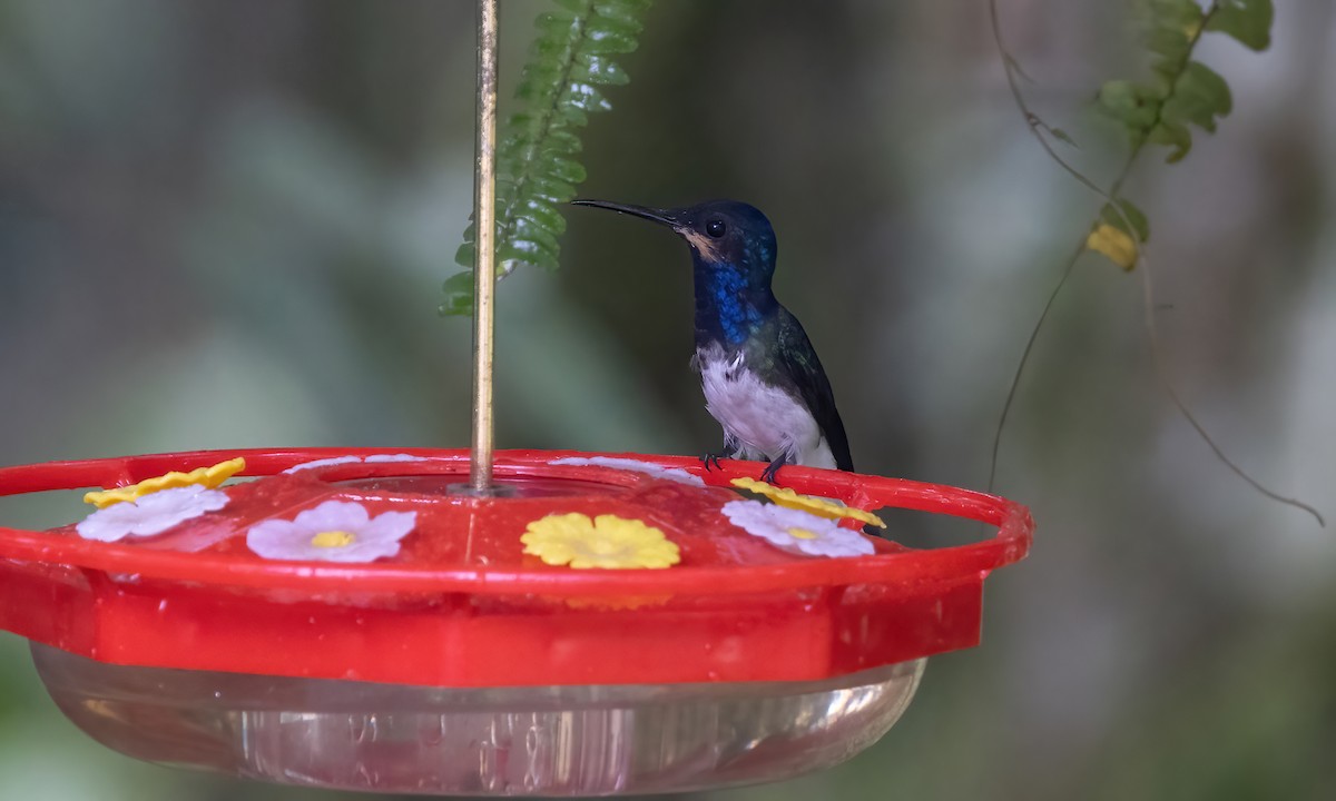 White-necked Jacobin - ML582657731