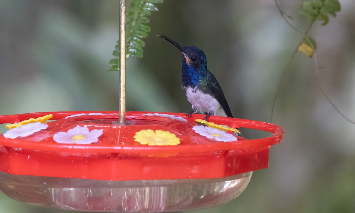 White-necked Jacobin - ML582657741