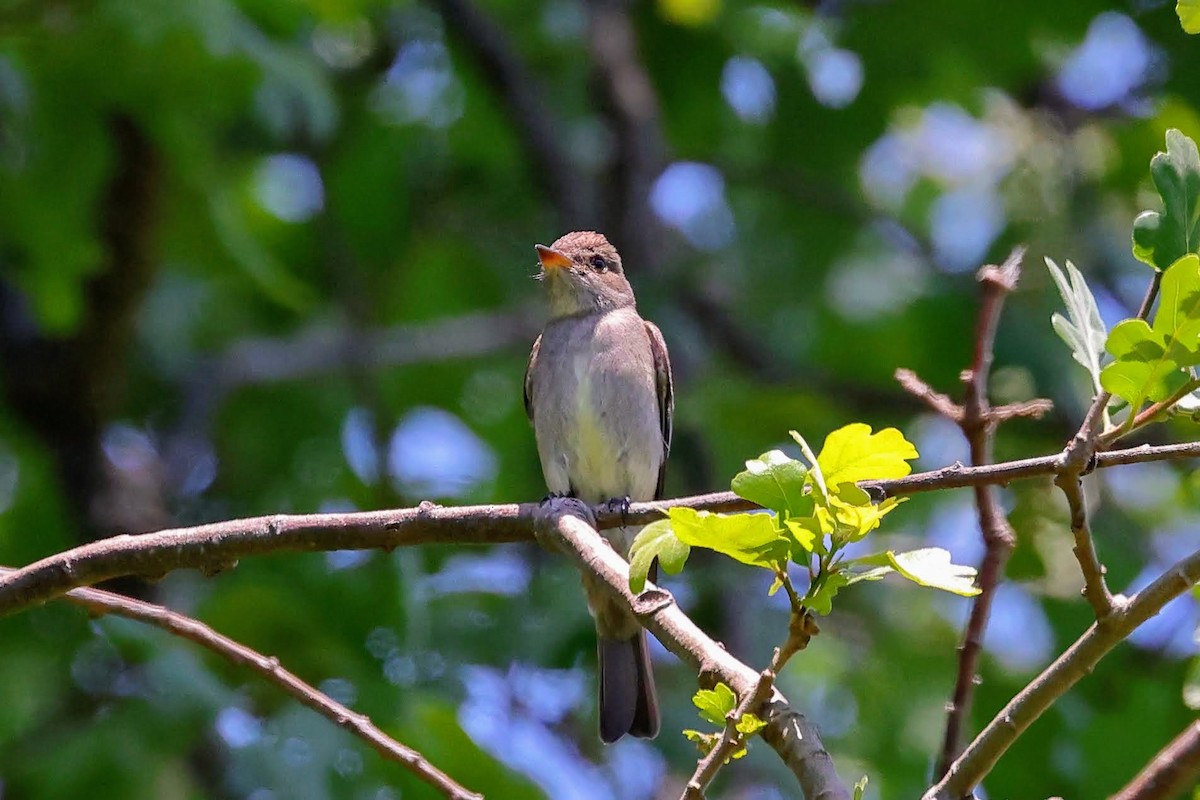 Western Wood-Pewee - Keith Leland