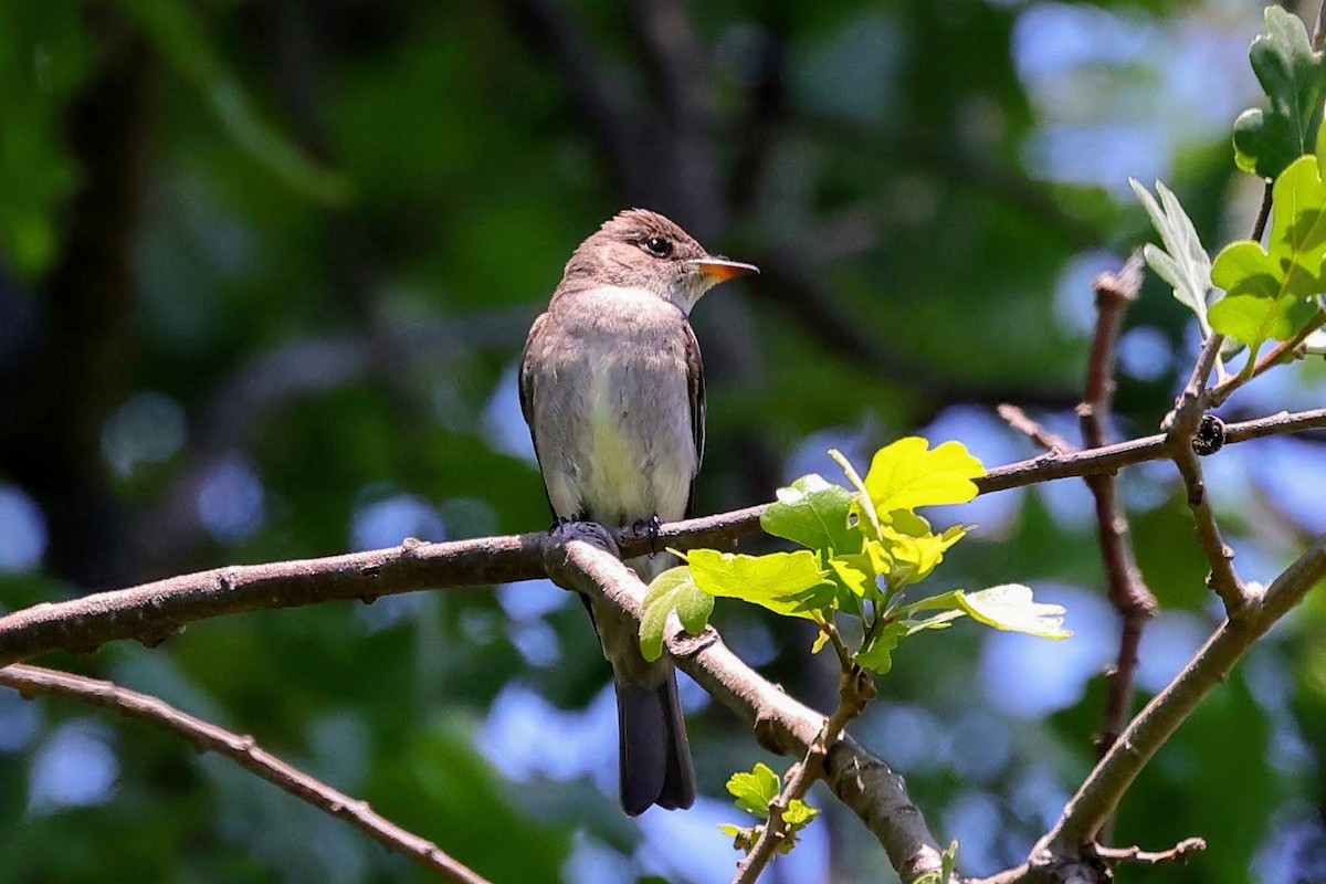 Western Wood-Pewee - Keith Leland