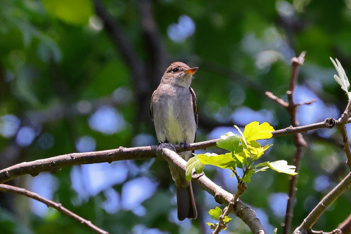 Blasskehl-Schnäppertyrann - ML582657991