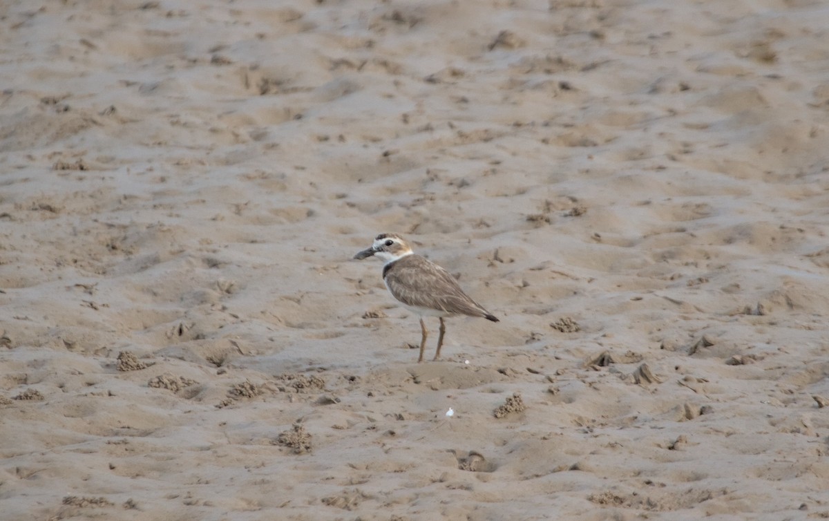 Wilson's Plover - ML582658271