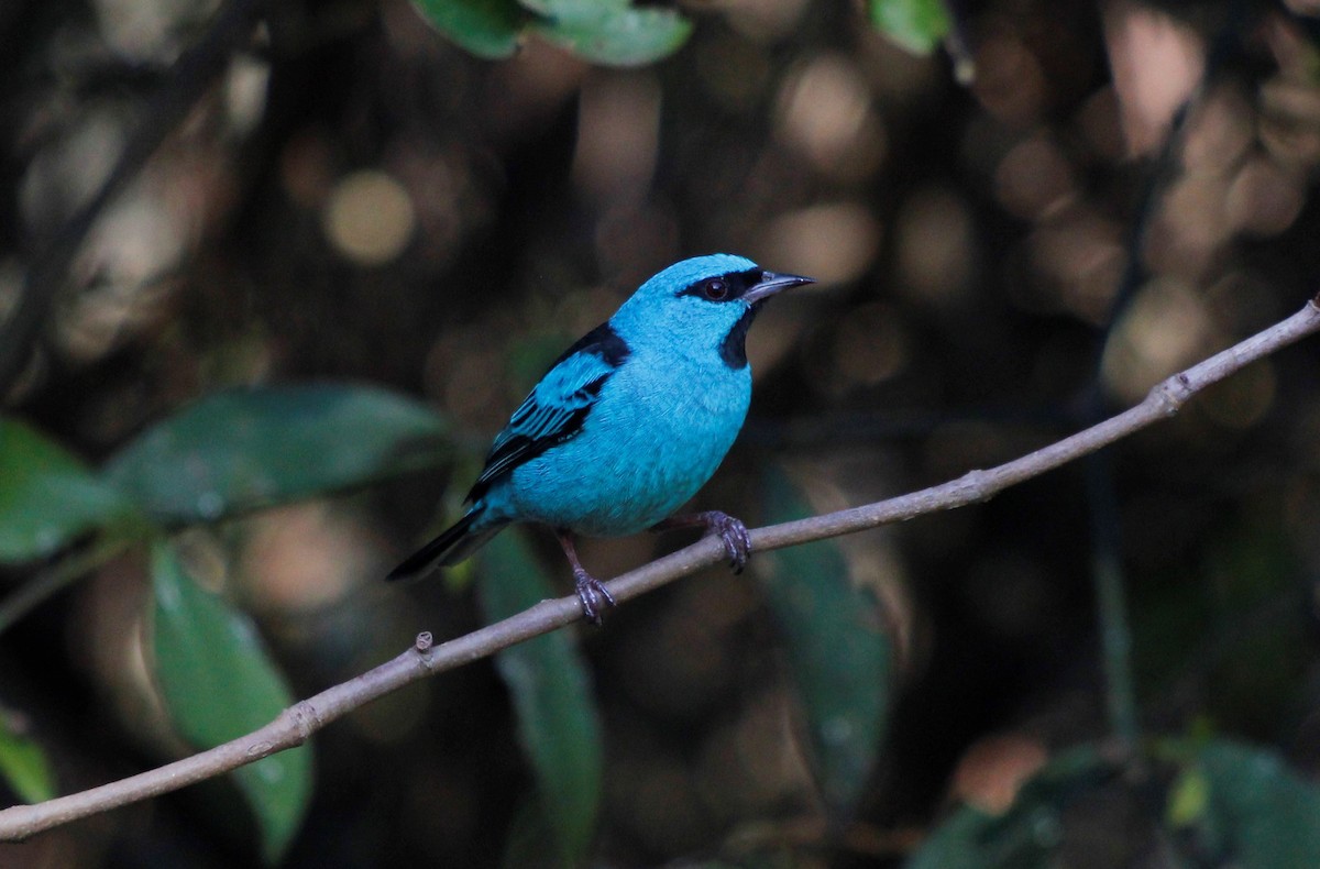 Blue Dacnis - ML582658961