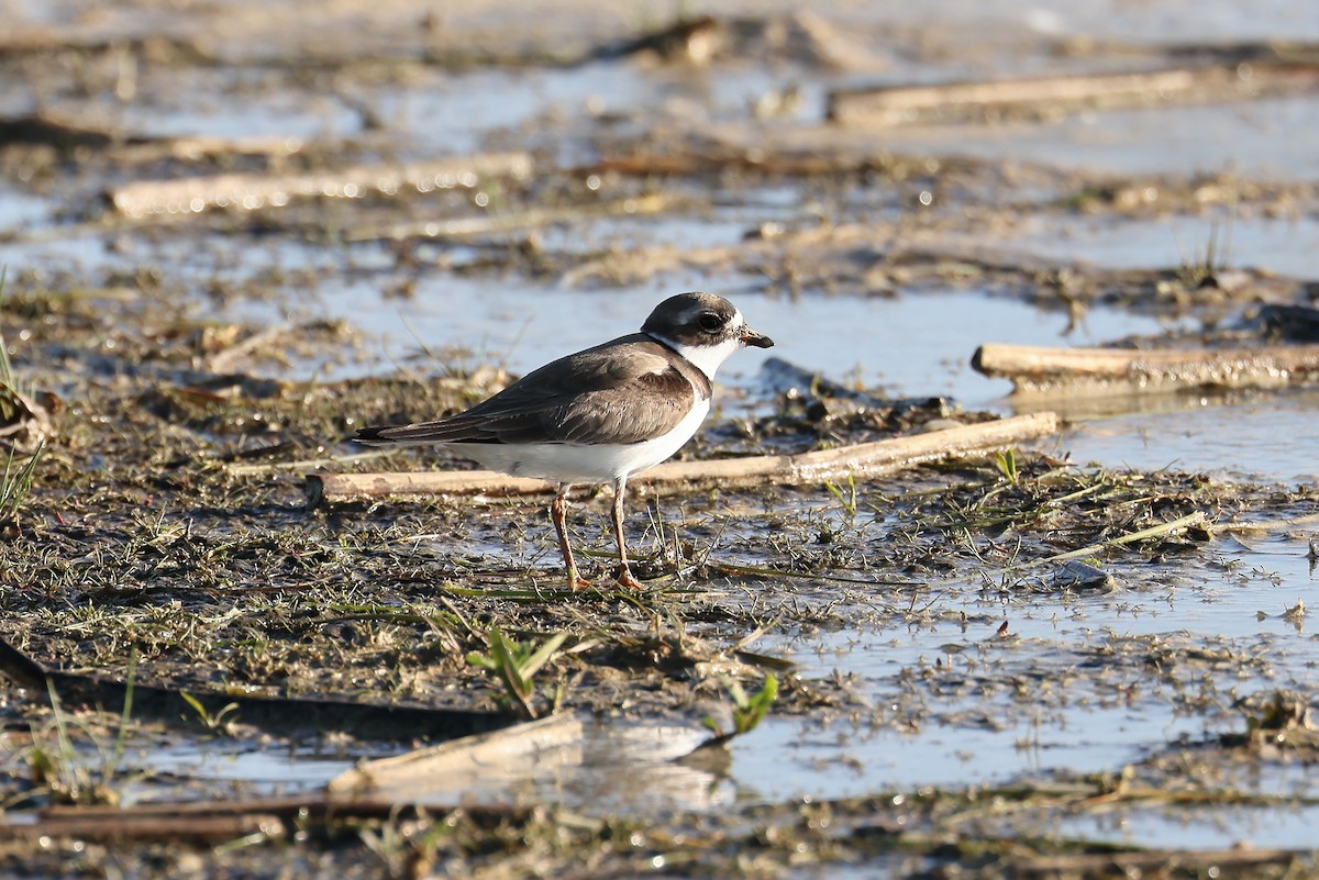 Semipalmated Plover - ML582659551