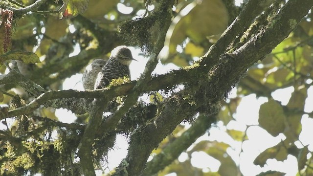 Gray-barred Wren - ML582659751