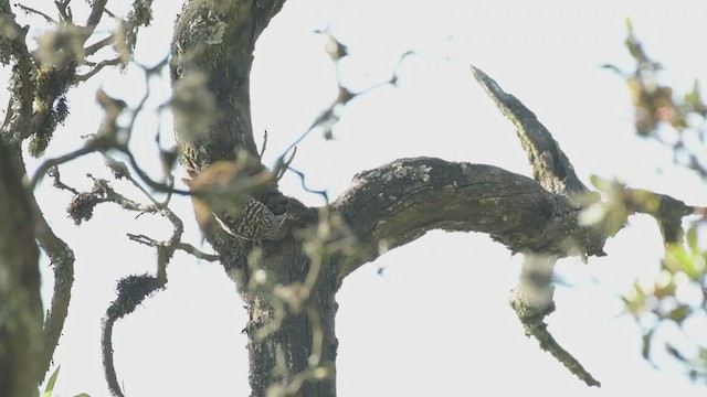 Gray-barred Wren - ML582659871