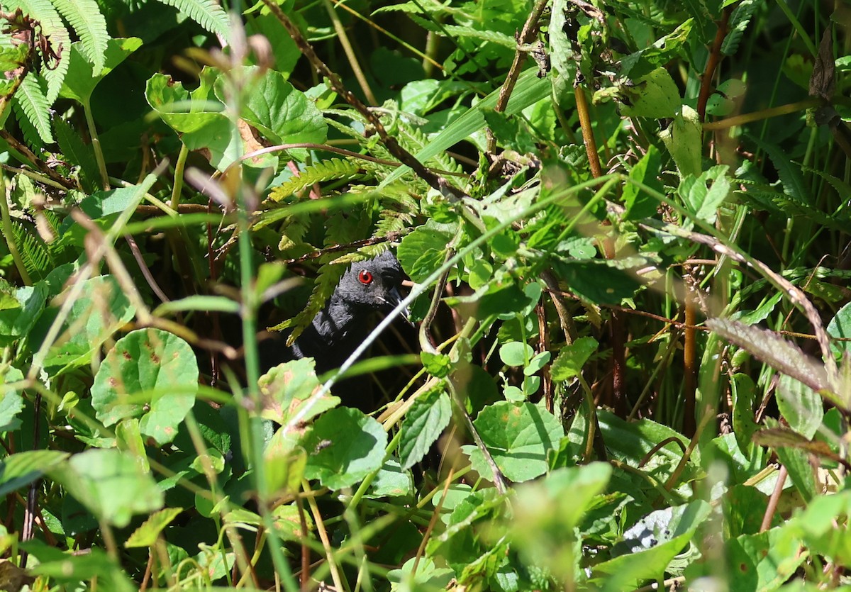 Râle des Galapagos - ML582659901