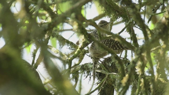 Gray-barred Wren - ML582660111