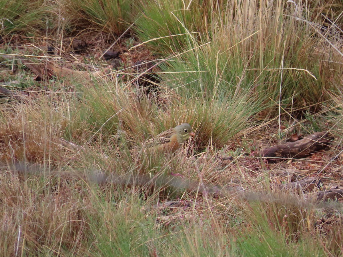 Ortolan Bunting - ML582660431