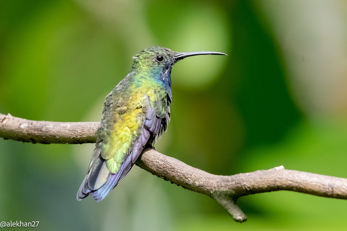kolibřík tropický - ML582661331