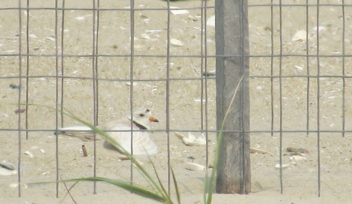 Piping Plover - ML582661491