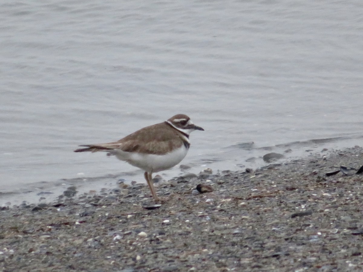 Killdeer - ML582662081