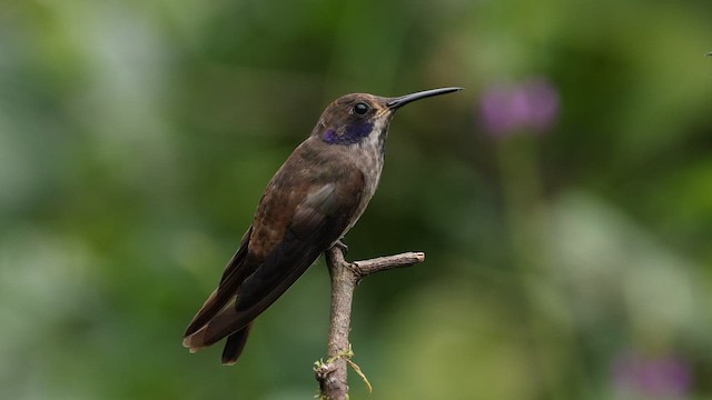 Brown Violetear - ML582663161