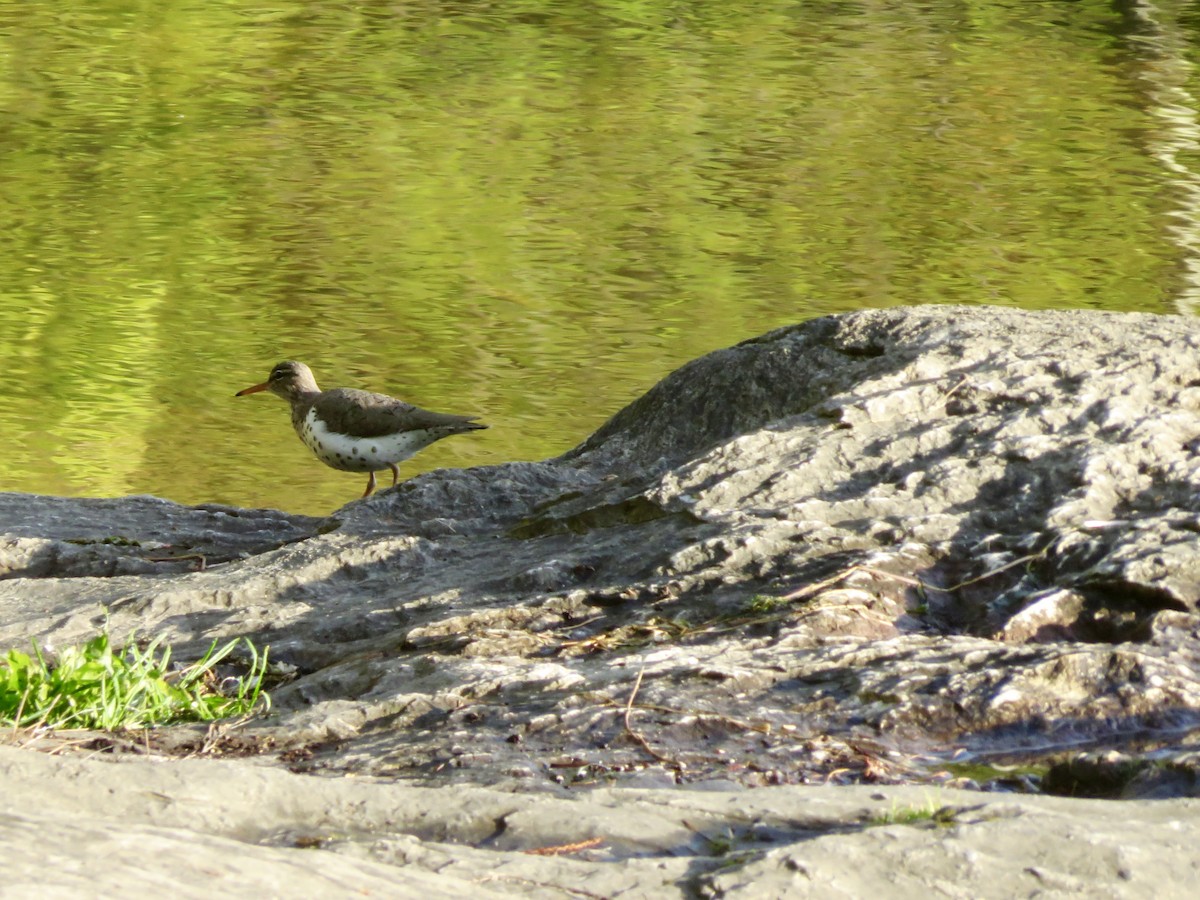 Spotted Sandpiper - ML58266331