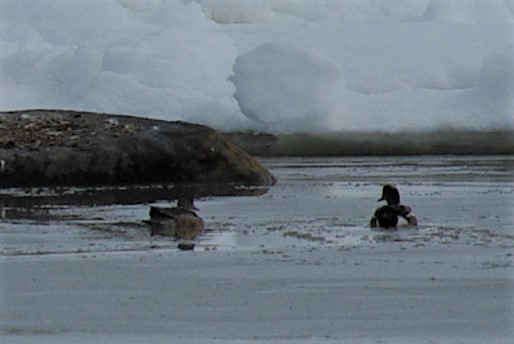 American Wigeon - ML58266341