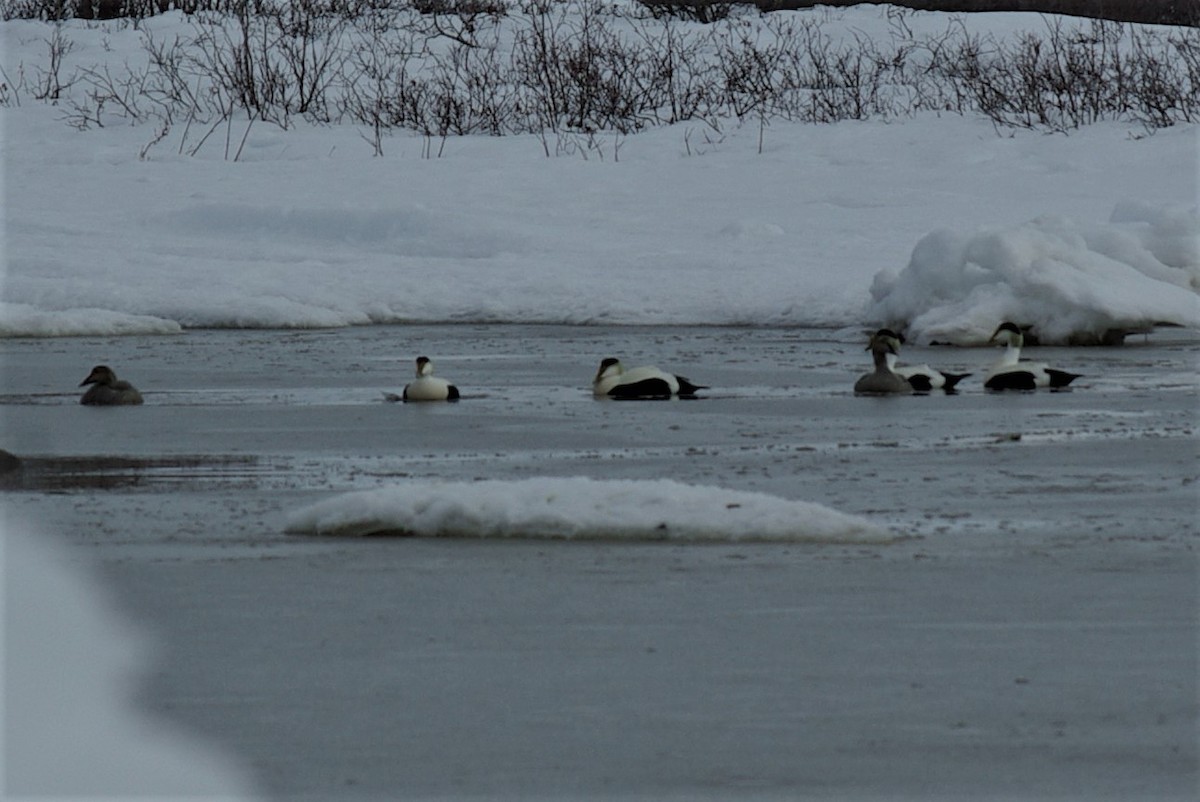 Common Eider - ML58266351