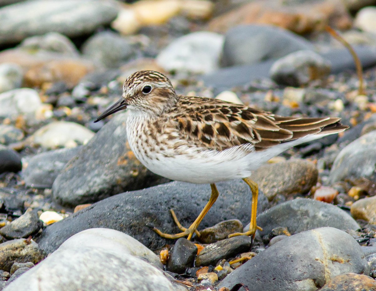 Least Sandpiper - ML582664721