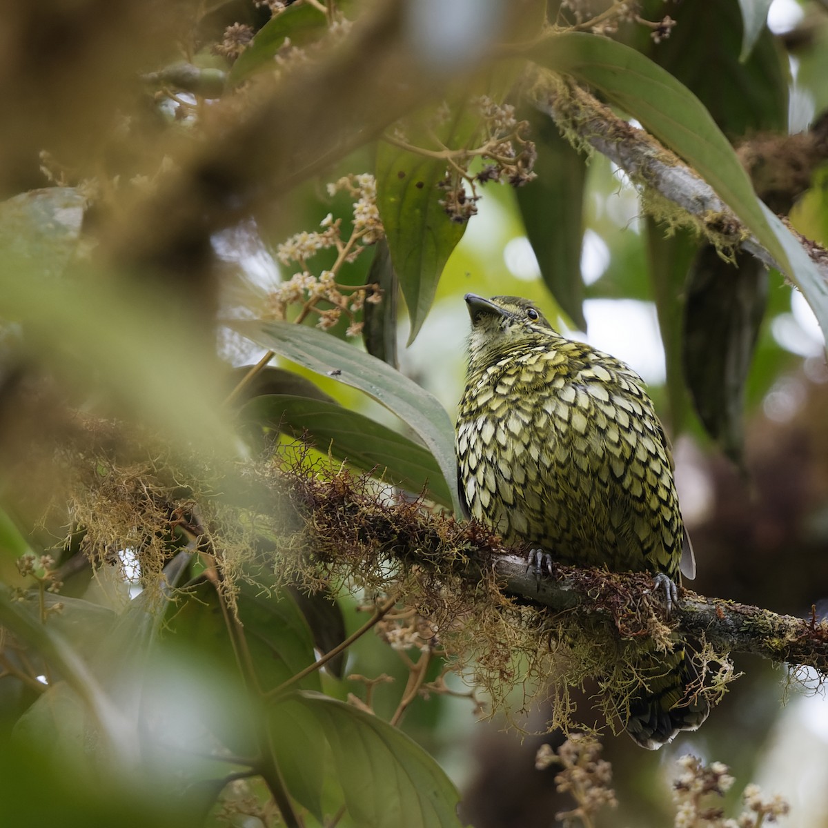 Scaled Fruiteater - ML582664801