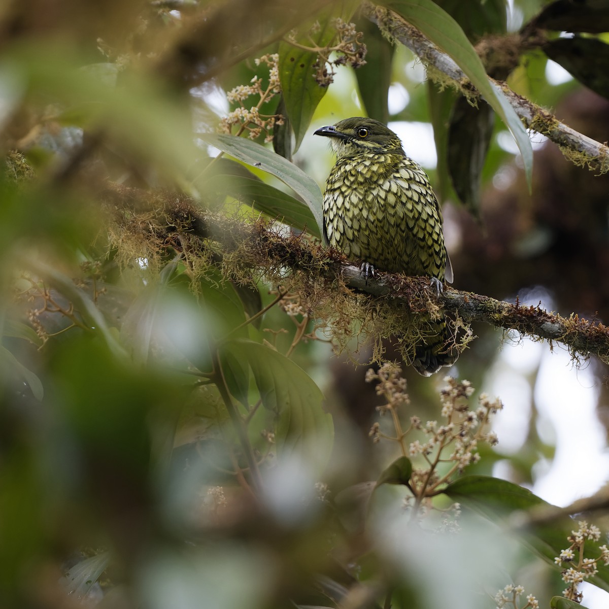 Scaled Fruiteater - ML582664811