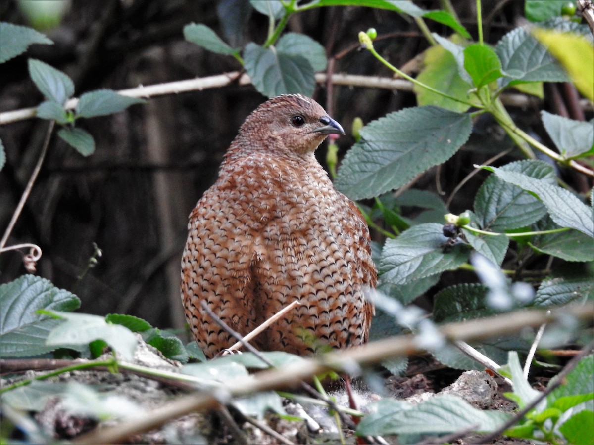 Brown Quail - ML582665301