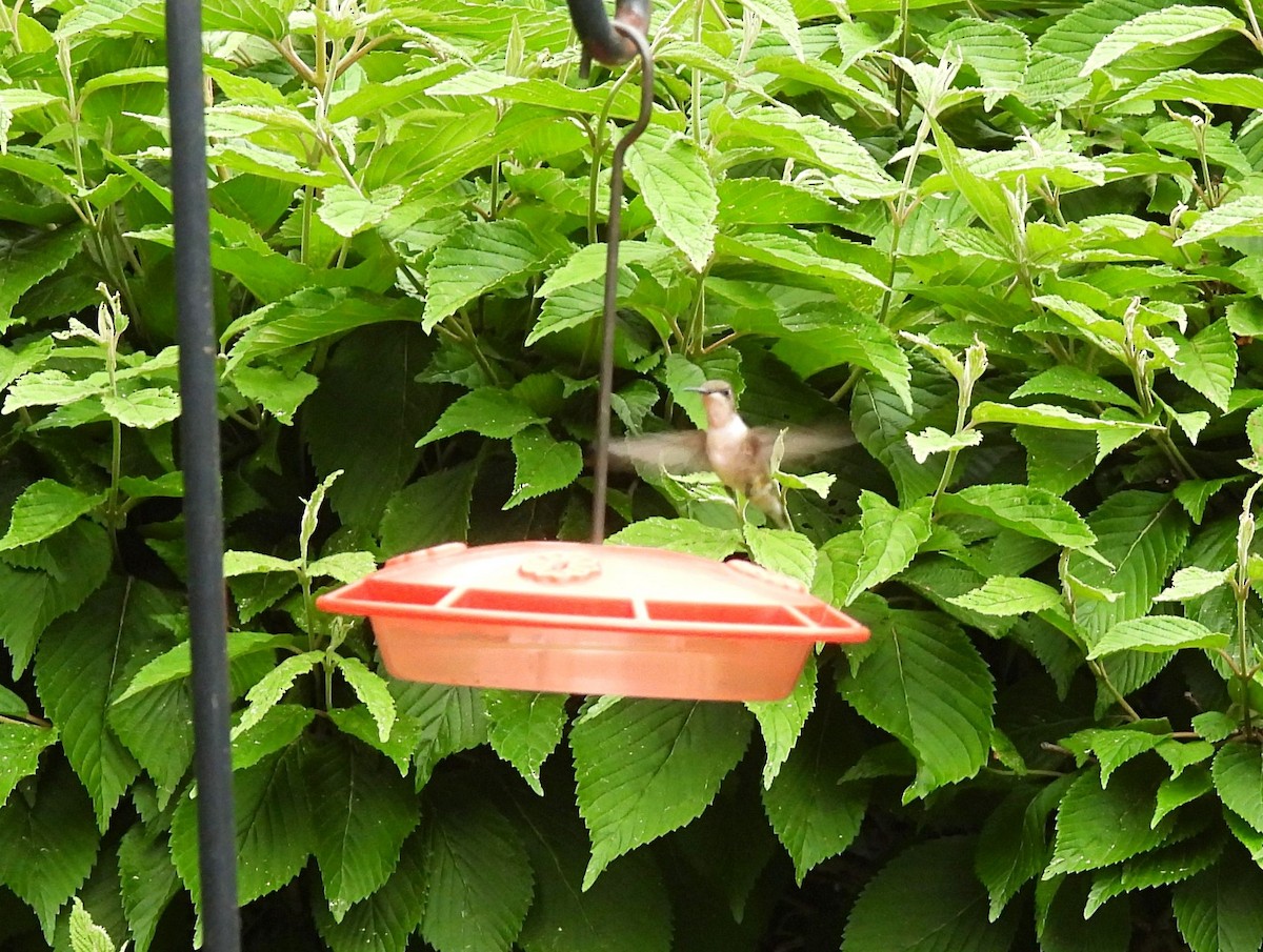 Ruby-throated Hummingbird - ML582665531