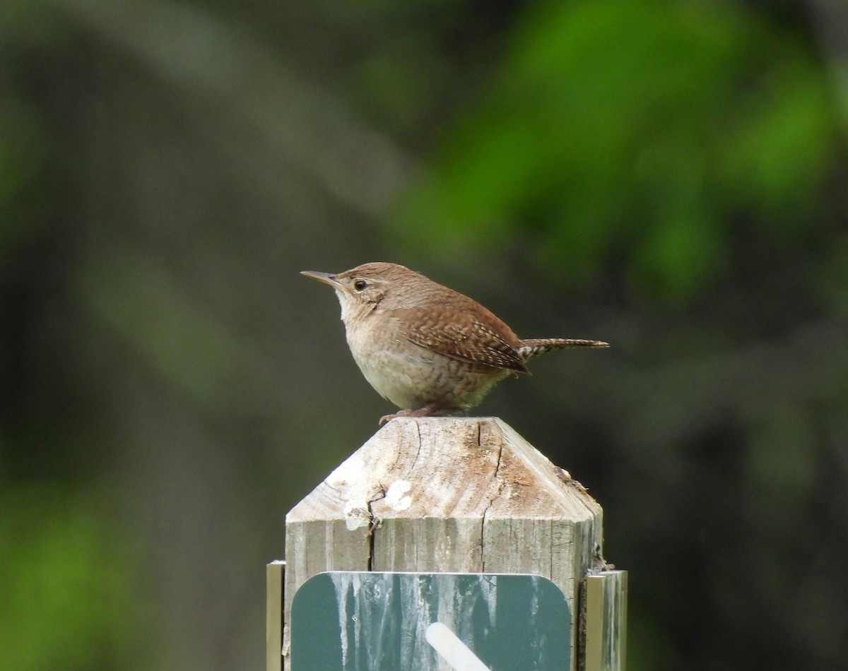 House Wren - ML582665771