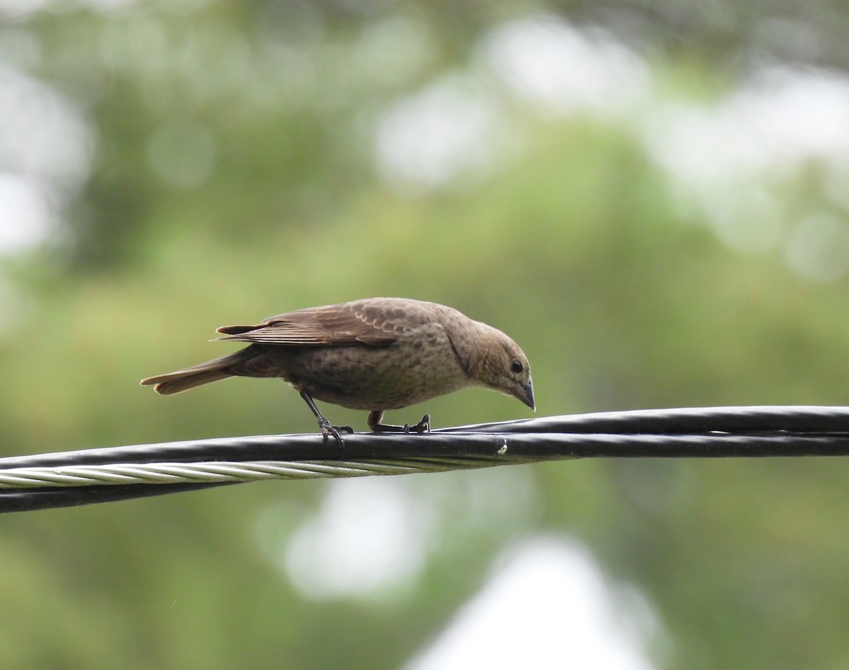 Brown-headed Cowbird - Cristina Hartshorn